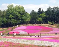 羊山公園の写真・動画_image_127356