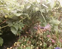 山都町蘇陽地区の写真・動画_image_56944