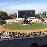 京都競馬場の写真・動画_image_19420