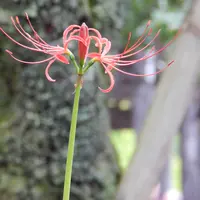 松尾寺の写真・動画_image_94123
