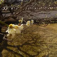 特別史跡旧閑谷学校の写真・動画_image_125381