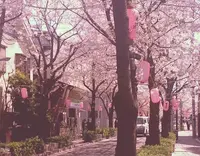 西小山桜並木通りの写真・動画_image_130500