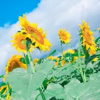 津南ひまわり広場の写真・動画_image_156113