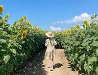 ひまわり村の写真・動画_image_1177155