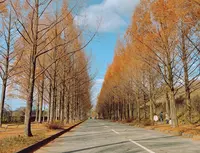 メタセ大通り（太陽が丘）の写真・動画_image_1177156