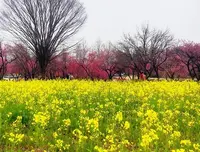 古河総合公園の写真・動画_image_226143