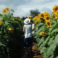 津南ひまわり広場の写真・動画_image_152959