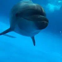 アクアワールド茨城県大洗水族館の写真・動画_image_75031