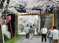 墨俣桜堤防の写真・動画_image_27051