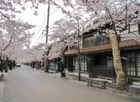 がいせん桜通りの写真・動画_image_27077