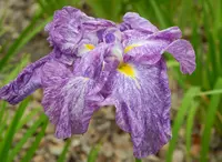 花菖蒲の名所の写真・動画_image_32638