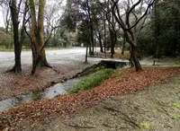 糺ノ森の写真・動画_image_36224