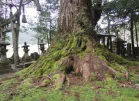 春日神社の杉の写真・動画_image_58929