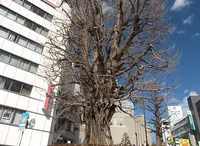 水戸駅の写真・動画_image_64378