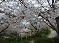 菊池公園の写真・動画_image_70003