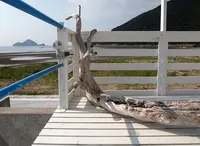 アラモアナサンセットカフェの写真・動画_image_162637