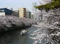 大岡川の写真・動画_image_301329