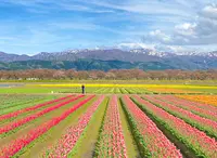 あさひ舟川「春の四重奏」の写真・動画_image_910531