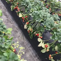 六いちご園の写真・動画_image_72360