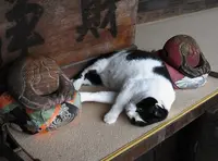 大智院の写真・動画_image_26354