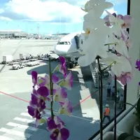 那覇空港の写真・動画_image_881070