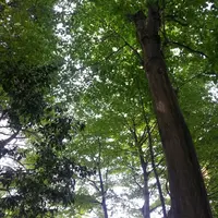 屋台のまち中央公園の写真・動画_image_29825