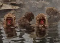 地獄谷野猿公苑の写真・動画_image_126247