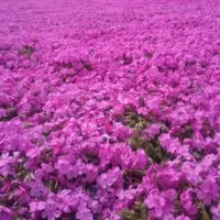 東京ドイツ村の写真・動画_image_175109
