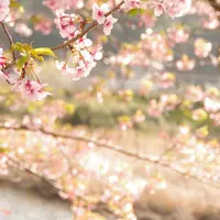 河津川の写真・動画_image_67010