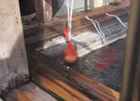 つぼ湯の写真・動画_image_57886