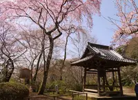 勝持寺の写真・動画_image_78615