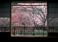 円山公園の写真・動画_image_130280