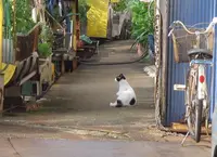 厳原町今屋敷の写真・動画_image_188208