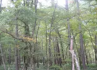 上高地の写真・動画_image_205345