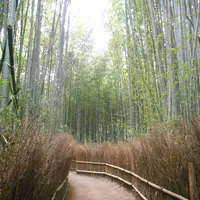 嵯峨野 竹林の道の写真・動画_image_258833