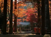 日吉大社の写真・動画_image_445983