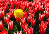 キューケンホフ公園（Keukenhof）の写真・動画_image_523938