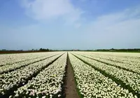 ベームスター干拓地の写真・動画_image_523939