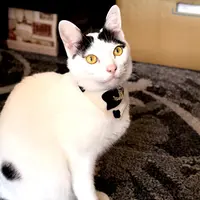 猫やとらじの写真・動画_image_26573