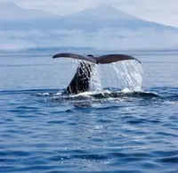 矢越クルーズ(矢越海岸アドベンチャーズのりば)の写真・動画_image_73707