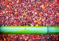 光悦寺の写真・動画_image_161165