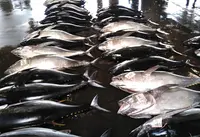 勝浦漁港の写真・動画_image_690582