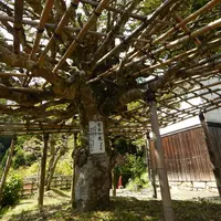 巌金山宝厳寺の写真・動画_image_133892