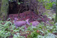 縄文杉の写真・動画_image_19448
