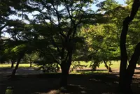 新宿御苑の写真・動画_image_49221