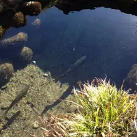 白川郷合掌造りの写真・動画_image_17373