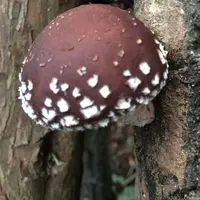 中尾さんちの原木椎茸ホダ場の写真・動画_image_21613