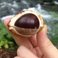 奥入瀬渓流　　の写真・動画_image_47516