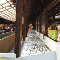 上賀茂神社（賀茂別雷神社）の写真・動画_image_56650
