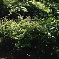 井の頭恩賜公園の写真・動画_image_58734